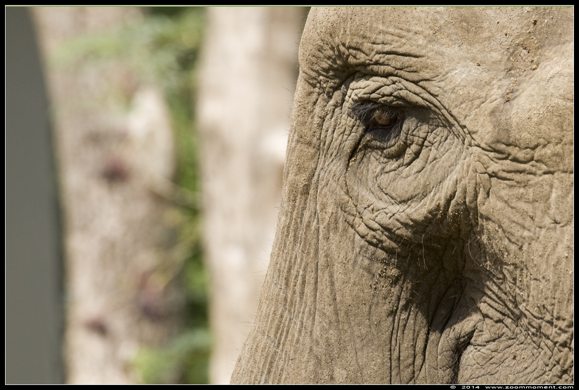 Aziatische olifant ( Elephas maximus ) Asian elephant
Ключови думи: Dierenpark Amersfoort Aziatische olifant Elephas maximus  Asian elephant