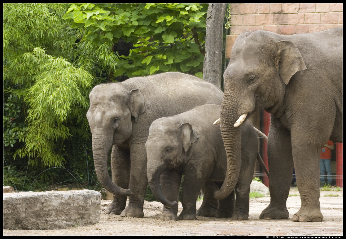 Aziatische olifant ( Elephas maximus ) Asian elephant
Kulcsszavak: Dierenpark Amersfoort Aziatische olifant Elephas maximus  Asian elephant