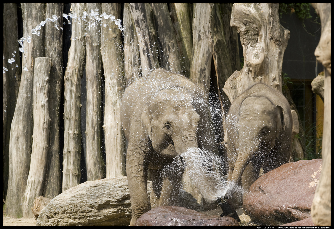 Aziatische olifant ( Elephas maximus ) Asian elephant
Ключові слова: Dierenpark Amersfoort Aziatische olifant Elephas maximus  Asian elephant