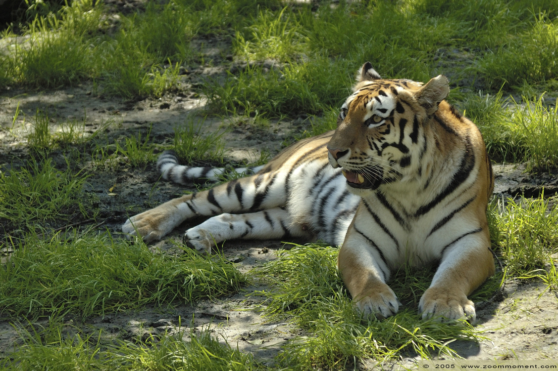 Siberische of amoer tijger  ( Panthera tigris altaica )   Siberian tiger 
