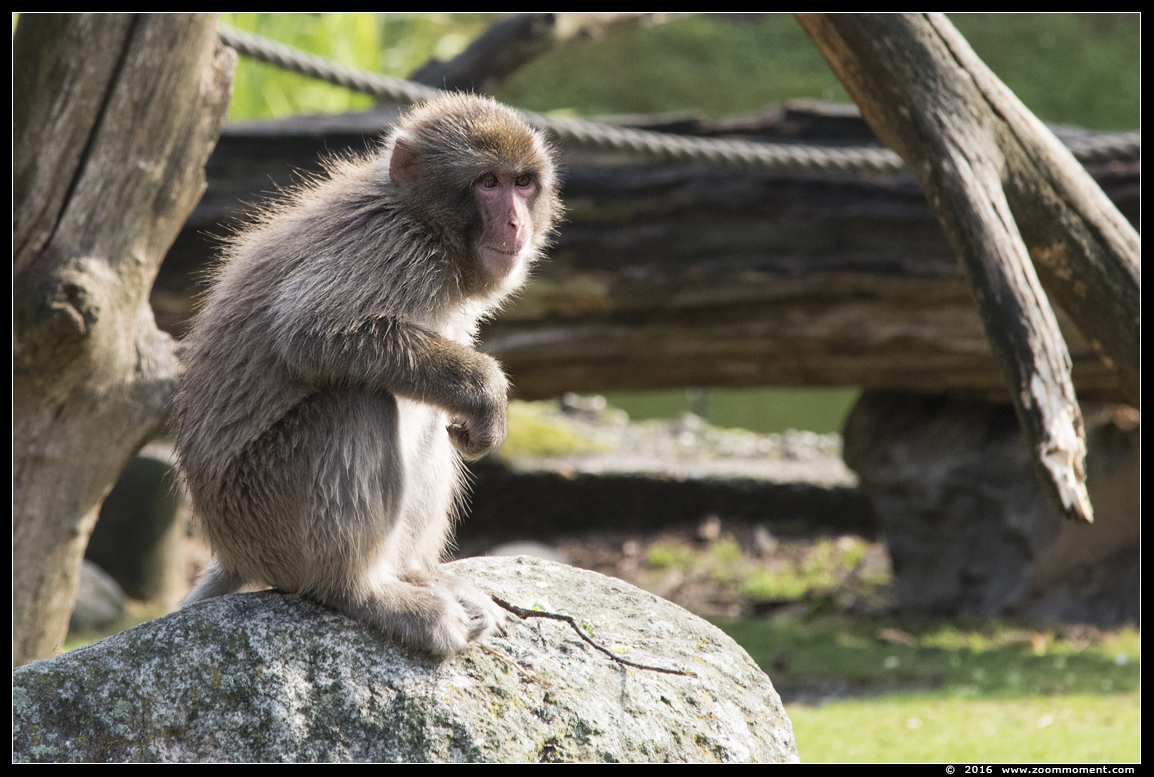 Japanse makaak ( Macaca fuscata ) Japanese macaque
Trefwoorden: Dierenpark Amersfoort Japanse makaak  Macaca fuscata Japanese macaque