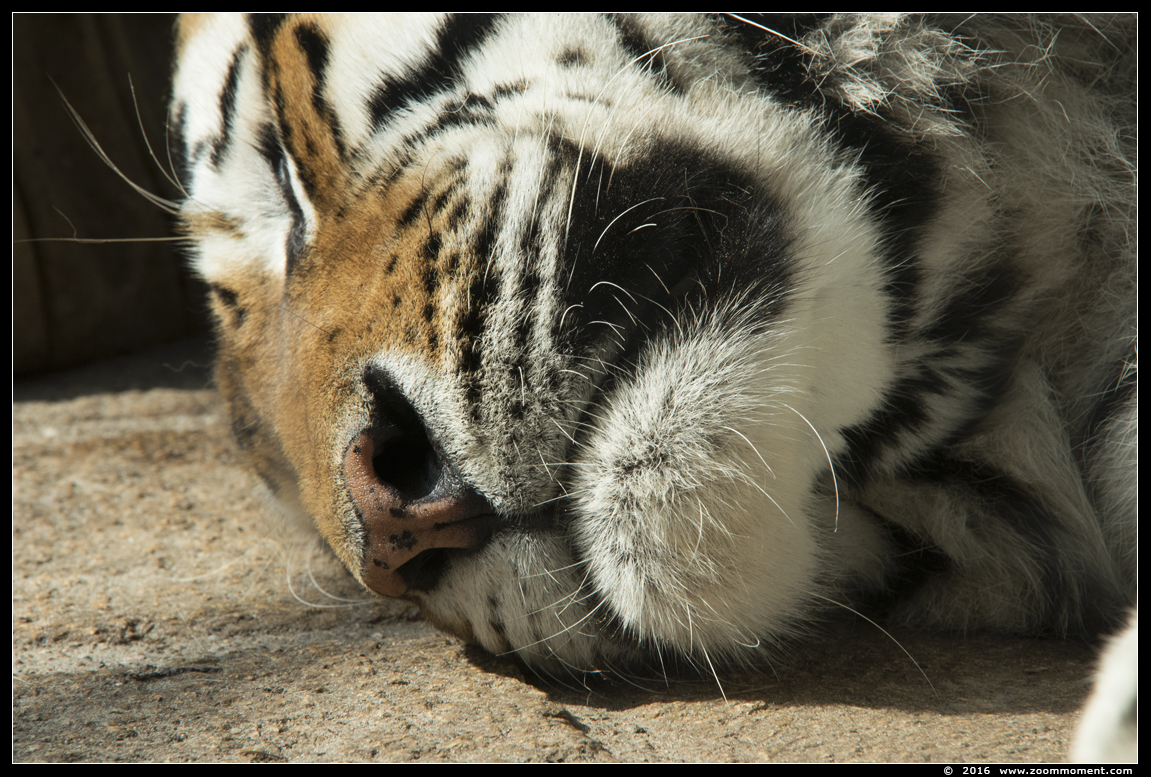 Siberische tijger  ( Panthera tigris altaica )  Siberian tiger
Trefwoorden: Dierenpark Amersfoort Siberische tijger amoertijger   Panthera tigris altaica   Siberian tiger 