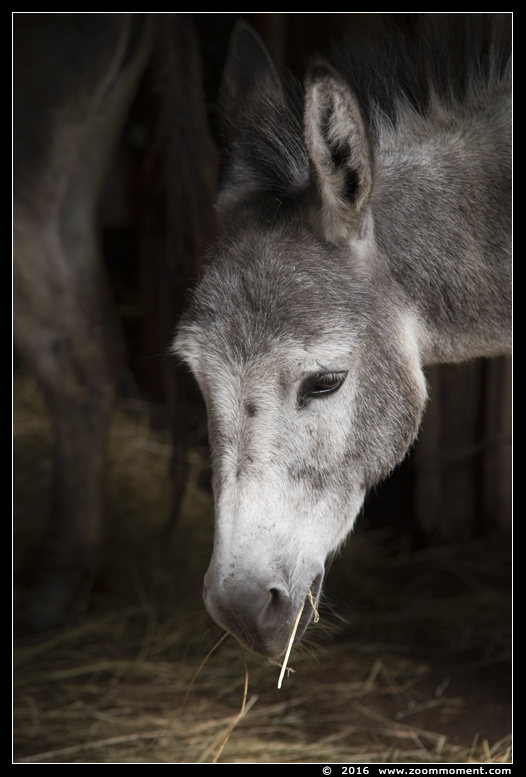 dwergezel ( Equus asinus ) donkey
Trefwoorden: Dierenpark Amersfoort dwergezel Equus asinus donkey