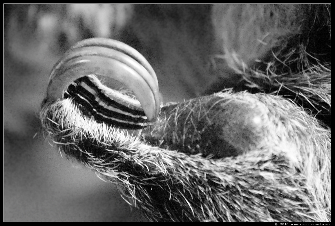 tweevingerige luiaard ( Choloepus didactylus ) southern two-toed sloth or Linnaeus's two-toed sloth
Trefwoorden: Dierenpark Amersfoort tweevingerige luiaard Choloepus didactylus southern two-toed sloth  Linnaeus's two-toed sloth