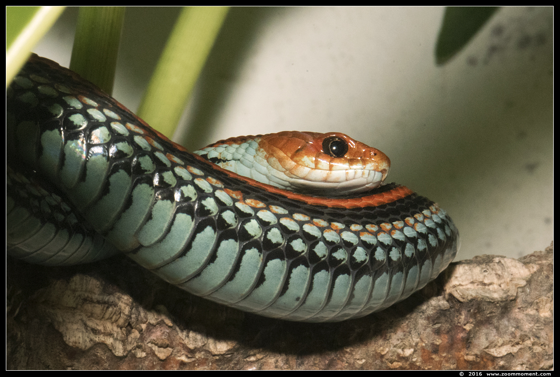kousenbandslang  ( Thamnophis sirtalis ) garter snake
Trefwoorden: Dierenpark Amersfoort kousenbandslang Thamnophis sirtalis garter snake