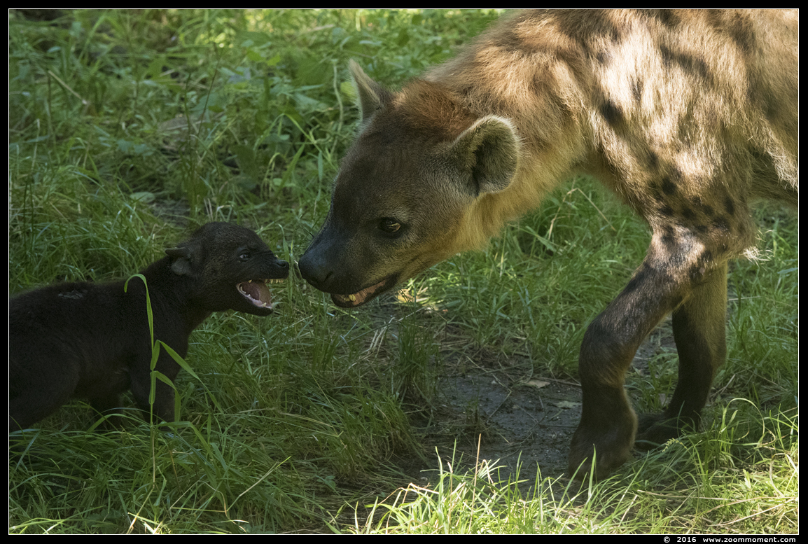gevlekte hyena ( Crocuta crocuta ) spotted hyena
Pups, geboren 1 juni 2016, op de foto 2 maanden oud
Pups, born June 1st 2016, on the picture 2 months old
Trefwoorden: Dierenpark Amersfoort gevlekte hyena Crocuta crocuta spotted hyena pup