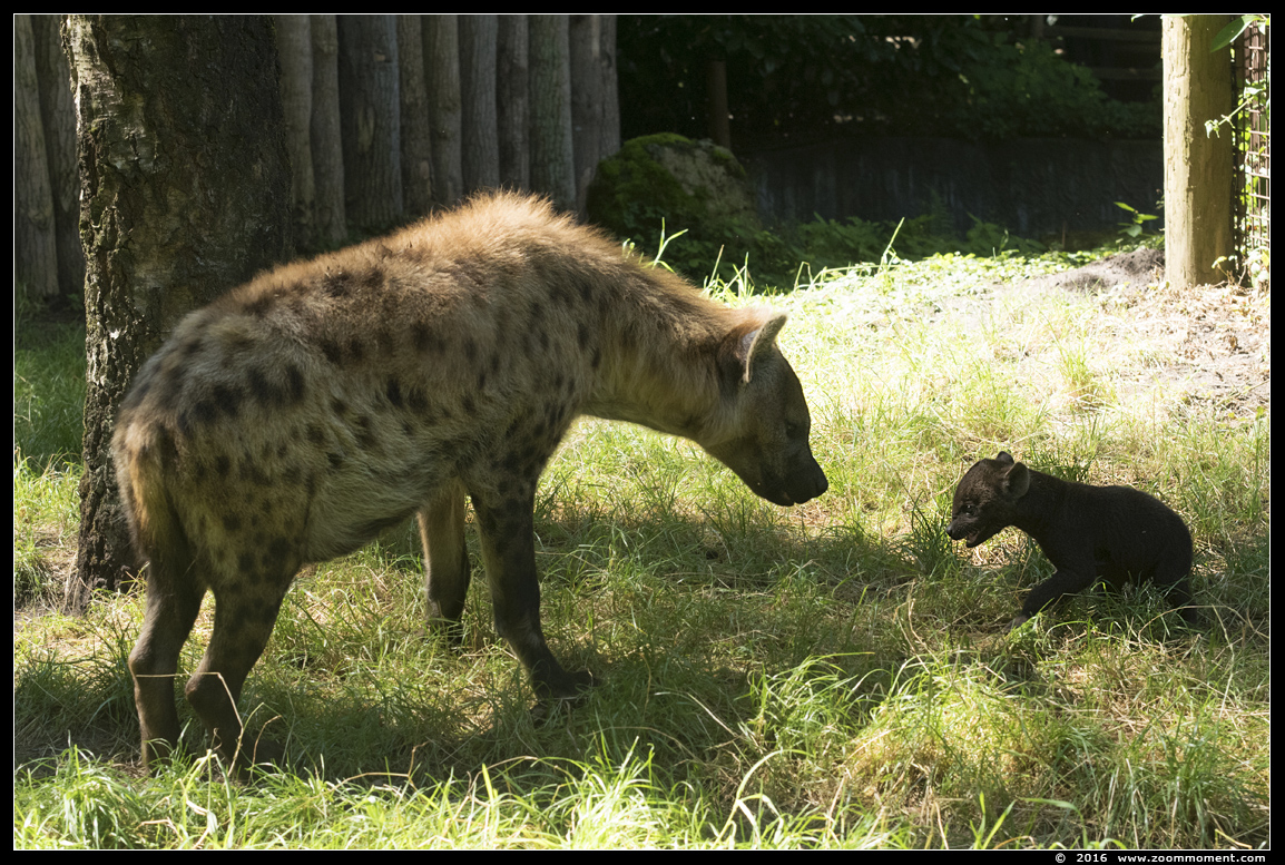gevlekte hyena ( Crocuta crocuta ) spotted hyena
Pups, geboren 1 juni 2016, op de foto 2 maanden oud
Pups, born June 1st 2016, on the picture 2 months old
Trefwoorden: Dierenpark Amersfoort gevlekte hyena Crocuta crocuta spotted hyena pup