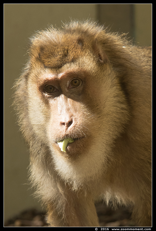 laponderaap  ( Macaca nemestrina )  pigtailed macaque
Trefwoorden: Dierenpark Amersfoort Macaca nemestrina pigtailed macaque laponderaap