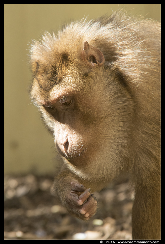 laponderaap  ( Macaca nemestrina )  pigtailed macaque
Trefwoorden: Dierenpark Amersfoort Macaca nemestrina pigtailed macaque laponderaap