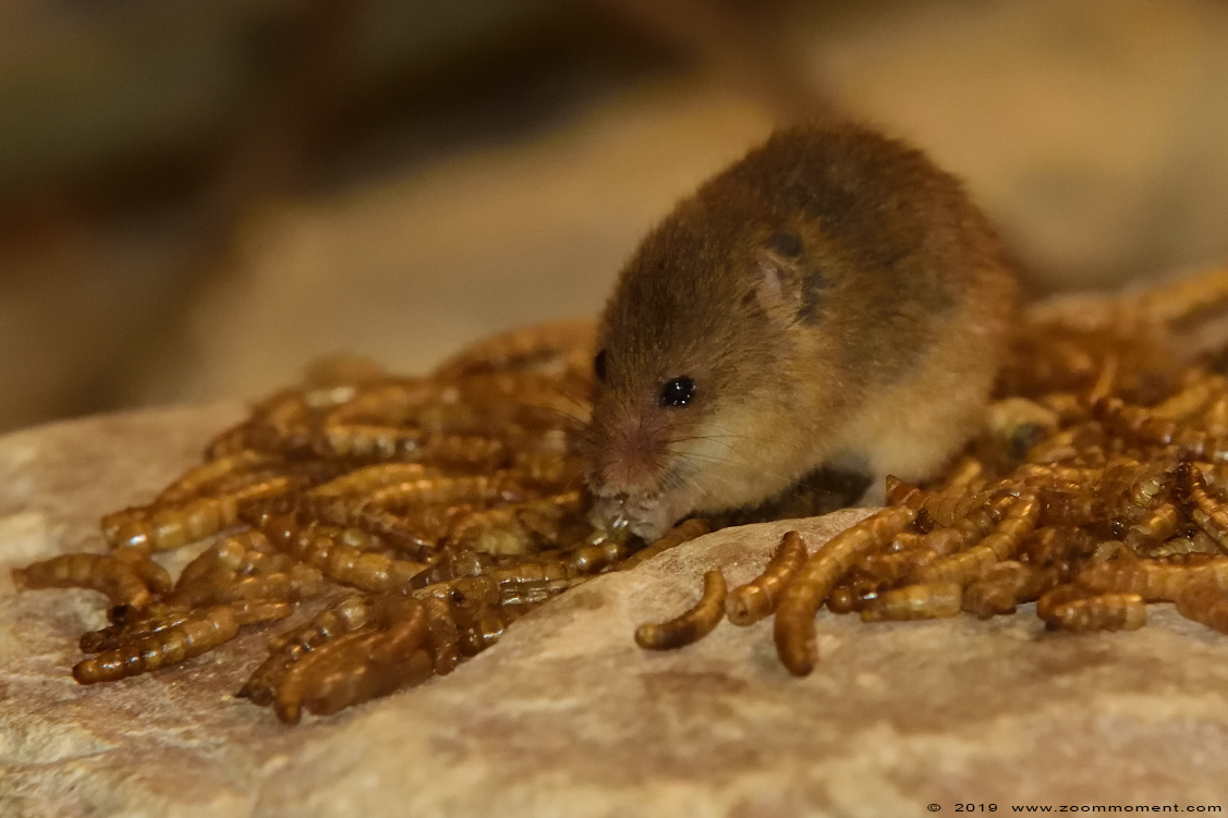 dwergmuis ( Micromys minutus ) harvest mouse
Keywords: Anholter Schweiz Germany dwergmuis Micromys minutus  harvest mouse