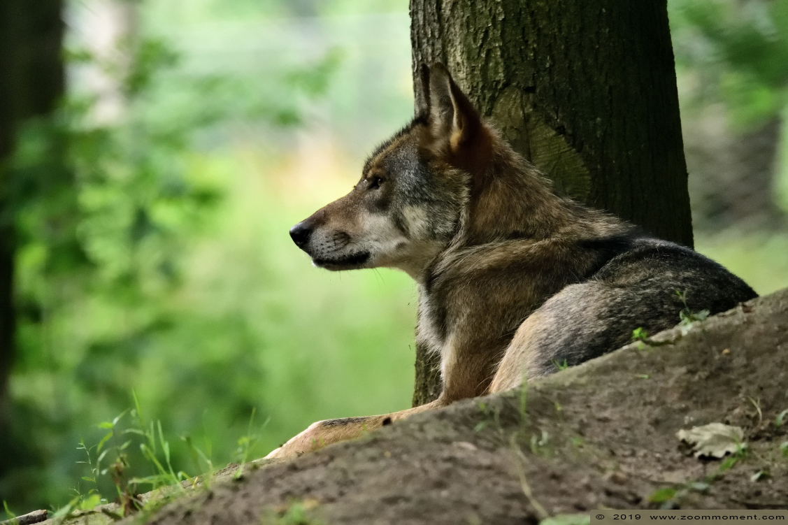 Europese wolf of Euraziatische wolf  ( Canis lupus lupus )  Eurasian wolf 
Keywords: Anholter Schweiz Germany Europese wolf  Euraziatische wolf  Canis lupus lupus   Eurasian wolf 