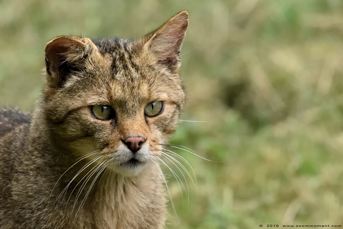 Europese wilde kat  ( Felis silvestris silvestris ) European wildcat
Keywords: Anholter Schweiz Germany Europese wilde kat   Felis silvestris silvestris  European wildcat