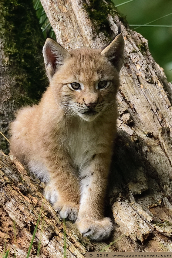 lynx  ( Lynx lynx )  Eurasian lynx
Welpen,  geboren op 28 mei, op de foto ongeveer 8 weken oud.
Cubs, born 28 May 2019, on the picture about 8 weeks old
Trefwoorden: Anholter Schweiz Germany lynx