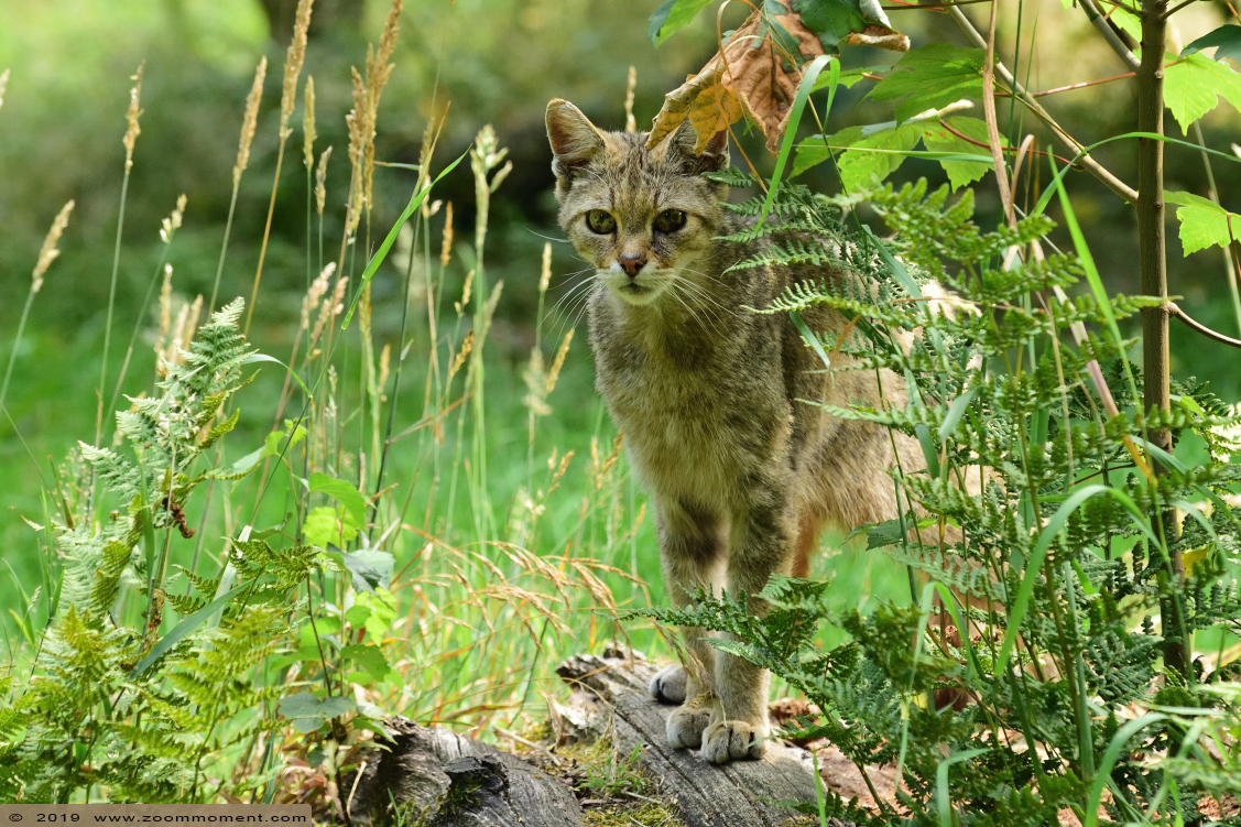 Europese wilde kat  ( Felis silvestris silvestris ) European wildcat
Trefwoorden: Anholter Schweiz Germany Europese wilde kat   Felis silvestris silvestris  European wildcat