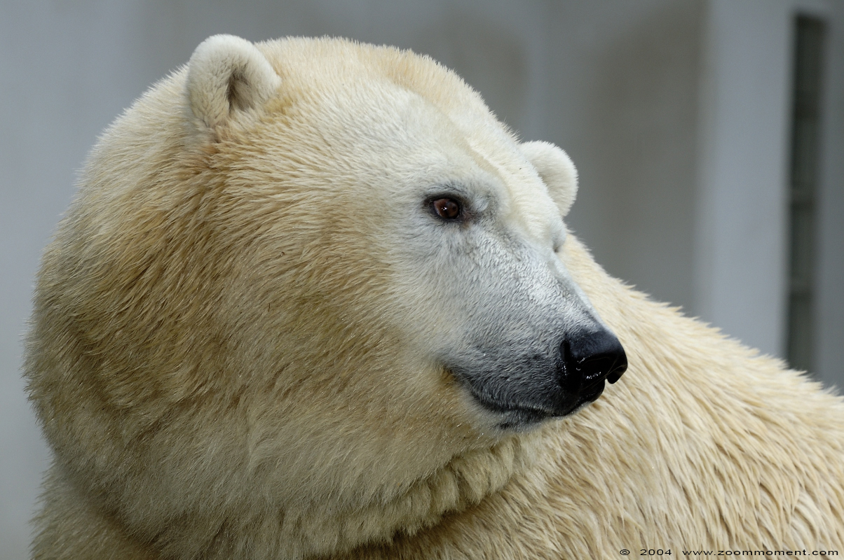 ijsbeer  ( Ursus maritimus )  polar bear
Trefwoorden: Antwerpen zoo Antwerp ijsbeer polar bear ursus maritimus