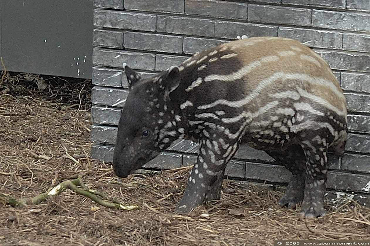 Indische of Maleise tapir ( Tapirus indicus )  Indian or Malayan or Asian tapir
Indische tapir, geboren 14 februari 2005
Indian tapir, born 14 February 2005

Trefwoorden: Antwerpen Antwerp zoo Tapirus indicus indische Indian tapir tapir Maleise tapir Indian Malayan Asian tapir