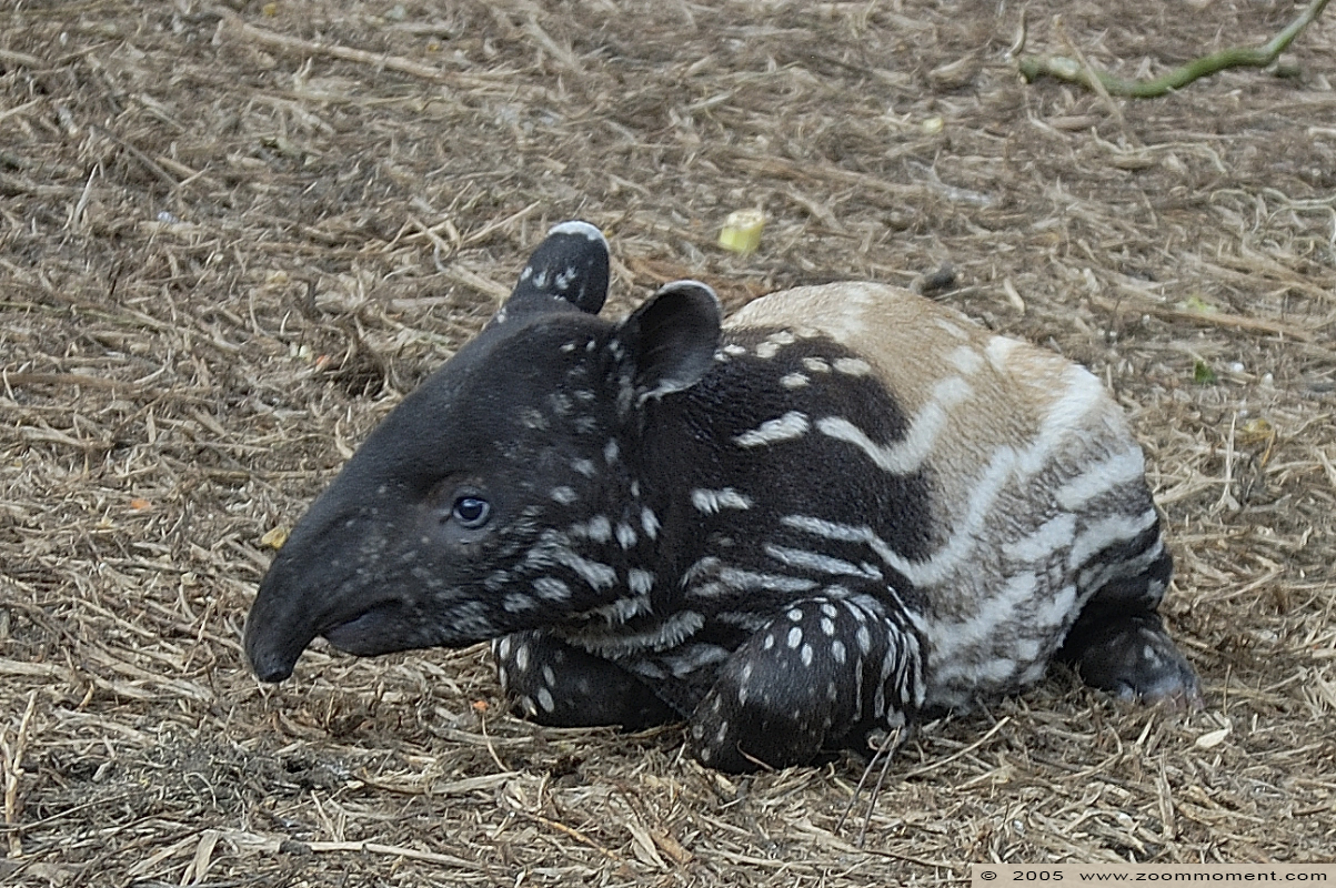 Indische of Maleise tapir ( Tapirus indicus )  Indian or Malayan or Asian tapir
Indische tapir, geboren 14 februari 2005
Indian tapir, born 14 February 2005

Trefwoorden: Antwerpen Antwerp zoo Tapirus indicus indische Indian tapir tapir Maleise tapir Indian Malayan Asian tapir