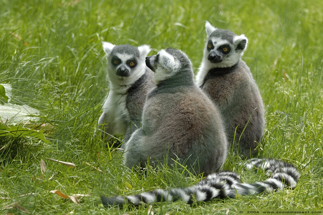 ringstaartmaki of katta  ( Lemur catta )  ring-tailed lemur or catta
Trefwoorden: Antwerpen Antwerp zoo ringstaartmaki katta Lemur catta ring-tailed lemur