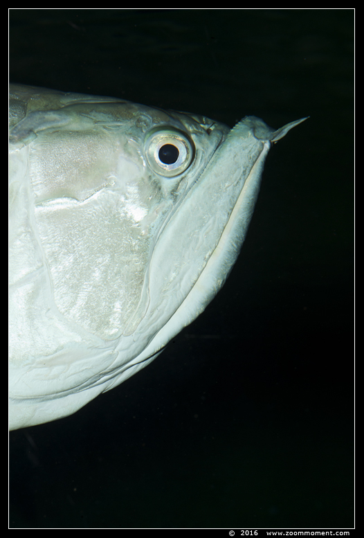 Arowana ( Osteoglossum bicirrhosum )
Ključne reči: Antwerpen zoo vis fish Arowana  Osteoglossum bicirrhosum