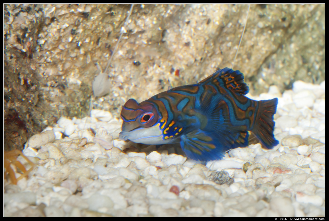 blauwe mandarijnpitvis ( Synchiropus splendidus ) mandarinfish or mandarin dragonet
Trefwoorden: Antwerpen zoo vis fish blauwe mandarijnpitvis  Synchiropus splendidus  mandarinfish mandarin dragonet