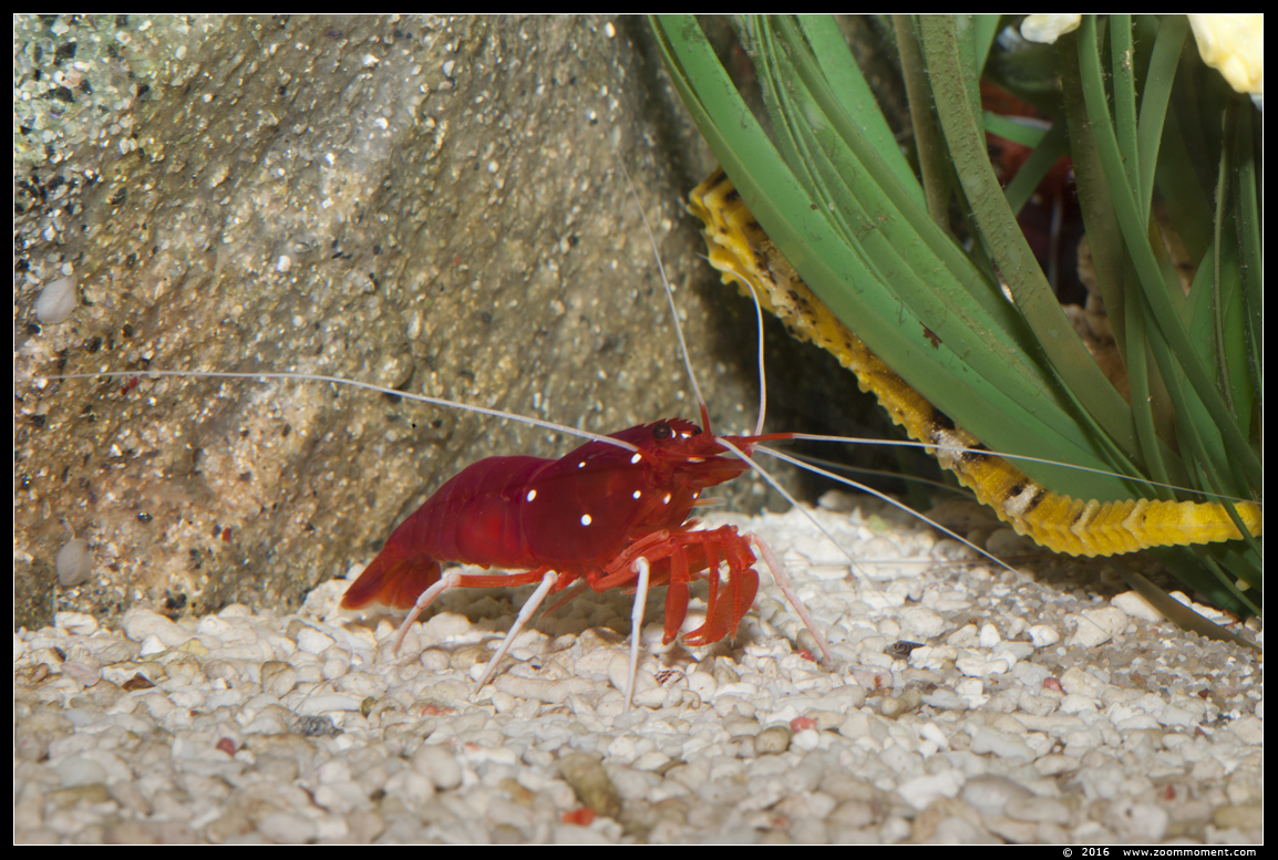 bloedgarnaal ( Lysmata debelius ) fire shrimp
Trefwoorden: Antwerpen zoo bloedgarnaal Lysmata debelius  fire shrimp