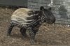 DSC_3365_Antwerpen2005_Mal_tapirc.jpg