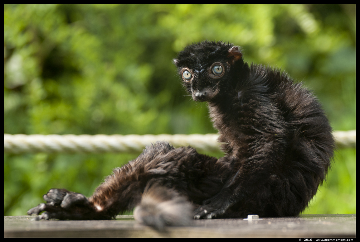 blauwoogmaki  ( Eulemur flavifrons ) blue-eyed black lemur or Sclater's lemur
Trefwoorden: Apenheul zoo blauwoogmaki   Eulemur flavifrons  blue-eyed black lemur  Sclater's lemur