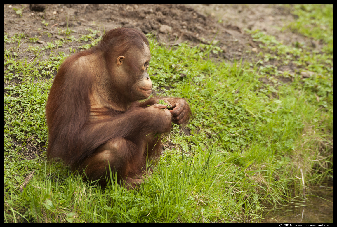 orang oetan  ( Pongo pygmaeus pygmaeus )   Bornean orangutan
Trefwoorden: Apenheul zoo oerang orang oetan orangutan primates primaten mensaap Pongo pygmaeus Bornean orangutan