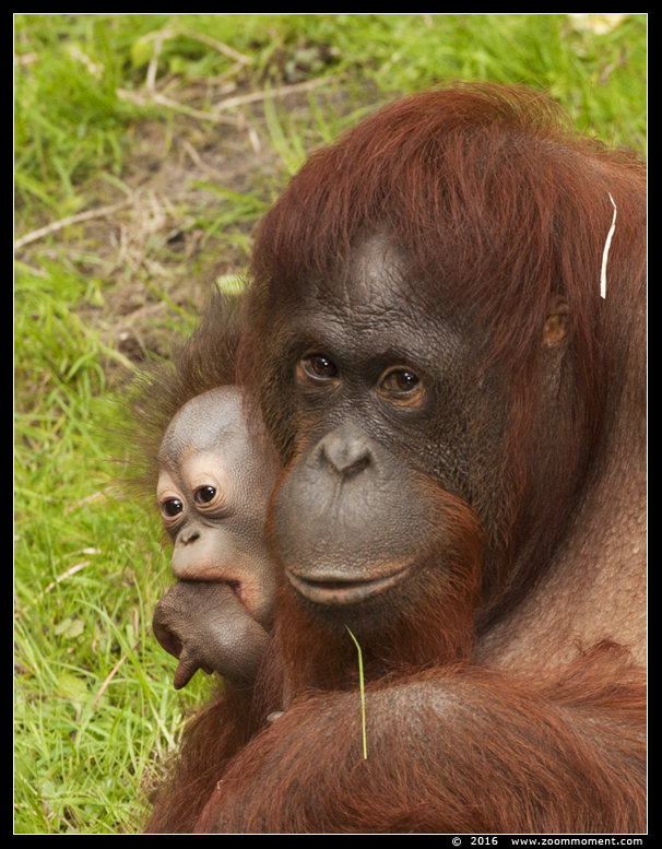 orang oetan  ( Pongo pygmaeus pygmaeus )   Bornean orangutan
Trefwoorden: Apenheul zoo oerang orang oetan orangutan primates primaten mensaap Pongo pygmaeus Bornean orangutan