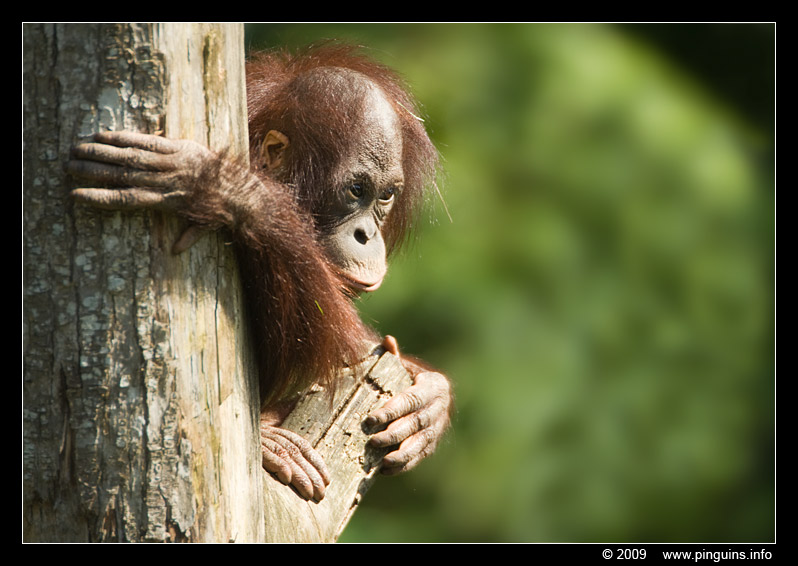 orang oetan  ( Pongo pygmaeus pygmaeus )  Bornean orangutan
Trefwoorden: Apenheul zoo oerang orang oetan orangutan primates primaten mensaap Pongo pygmaeus Bornean orangutan
