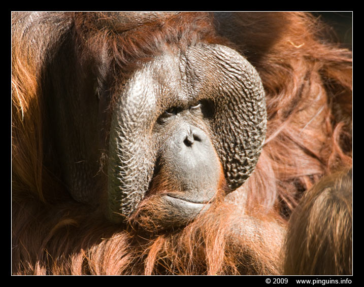 orang oetan  ( Pongo pygmaeus pygmaeus )   Bornean orangutan
Schlüsselwörter: Apenheul zoo oerang orang oetan orangutan primates primaten mensaap Pongo pygmaeus Bornean orangutan