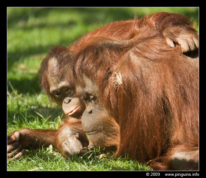 orang oetan  ( Pongo pygmaeus pygmaeus )   Bornean orangutan
Avainsanat: Apenheul zoo oerang orang oetan orangutan primates primaten mensaap Pongo pygmaeus Bornean orangutan