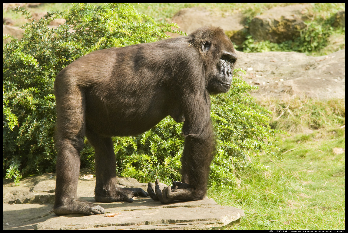 Gorilla gorilla
Trefwoorden: Apenheul zoo Gorilla gorilla baby primates primaten mensaap