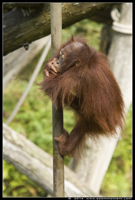 orang oetan  ( Pongo pygmaeus pygmaeus )   Bornean orangutan
Trefwoorden: Apenheul zoo oerang orang oetan orangutan primates primaten mensaap Pongo pygmaeus  Bornean orangutan