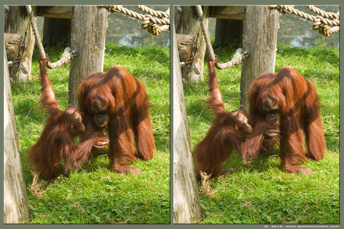 orang oetan  ( Pongo pygmaeus pygmaeus )   Bornean orangutan
Trefwoorden: Apenheul zoo oerang orang oetan orangutan primates primaten mensaap Pongo pygmaeus  Bornean orangutan