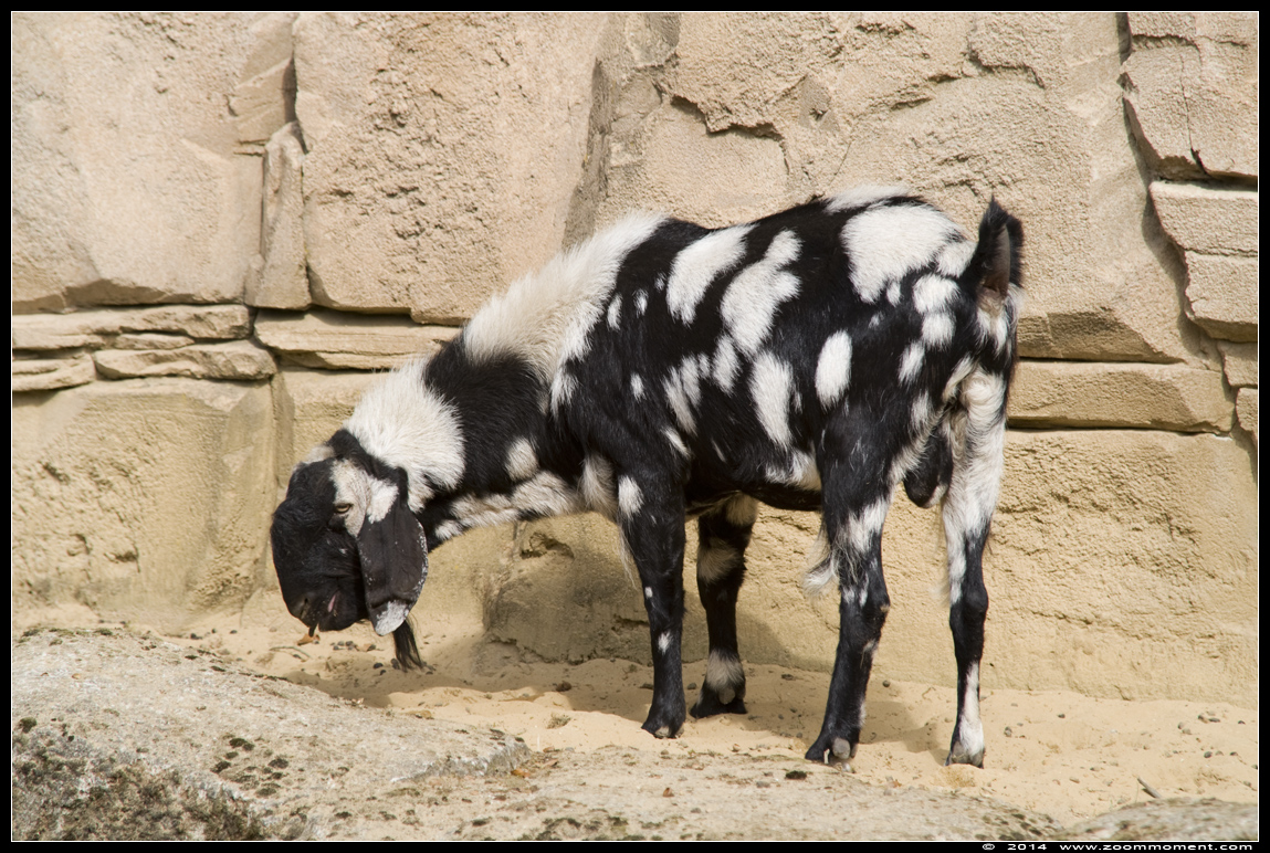 Nubische geit ( Capra aegagrus hircus )  goat
Trefwoorden: Apenheul zoo Nubische geit goat Capra aegagrus hircus