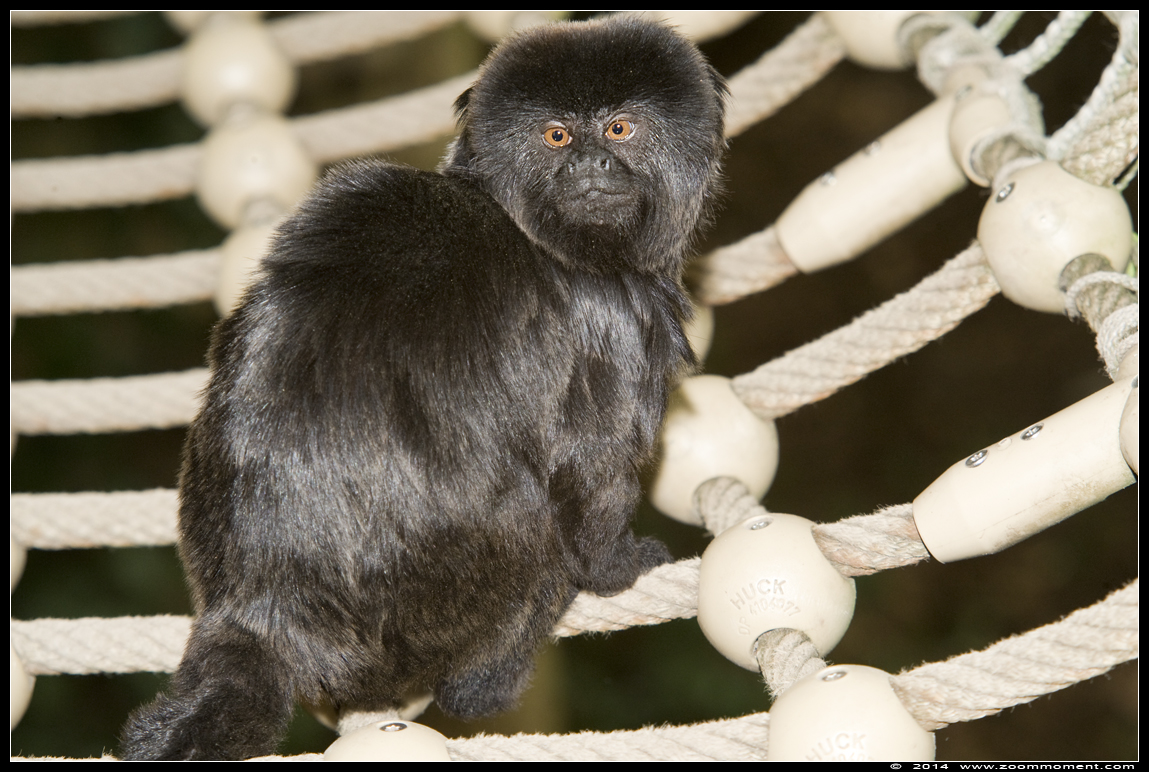 springtamarin   ( Callimico goeldii )  Goeldi's marmoset or Goeldi's monkey 
Trefwoorden: Apenheul zoo springtamarin  Callimico goeldii  Goeldi's marmoset  Goeldi's monkey 