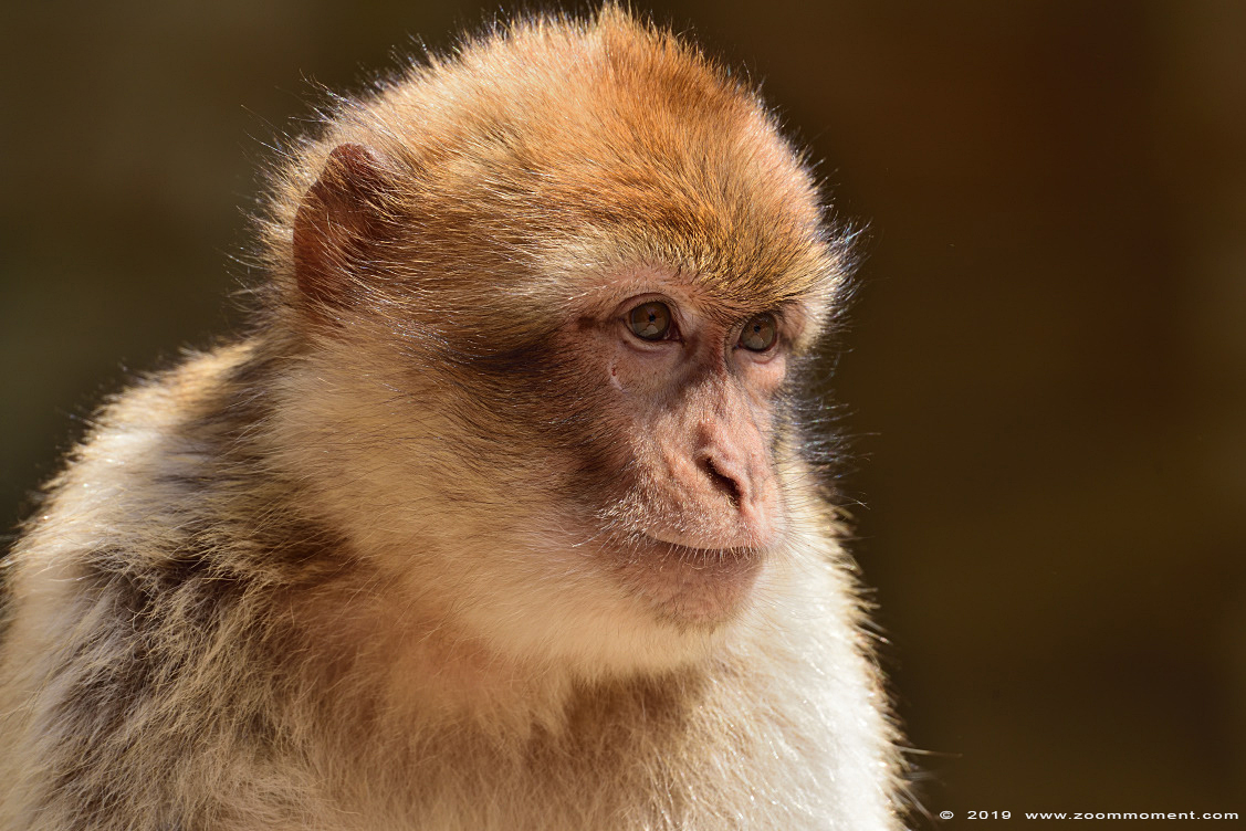 berberaap of magot aap of makaak ( Macaca sylvanus ) Berber monkey 
Trefwoorden: Apenheul zoo berberaap magot aap  makaak  Macaca sylvanus Berber monkey