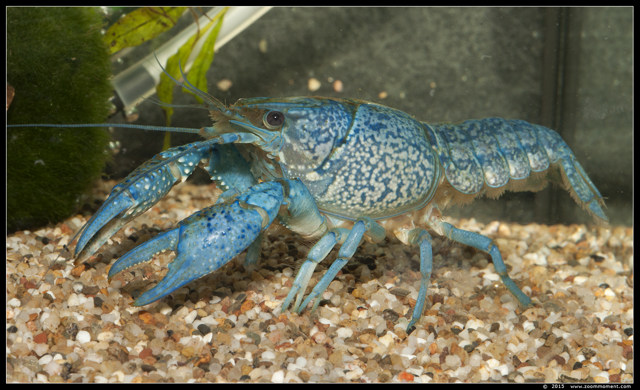 blauwe florida kreeft  ( Procambarus alleni ) 
AquaHortus 2015
الكلمات الإستدلالية(لتسهيل البحث): AquaHortus Leiden kreeft lobster Procambarus allenii  blauwe Florida kreeft