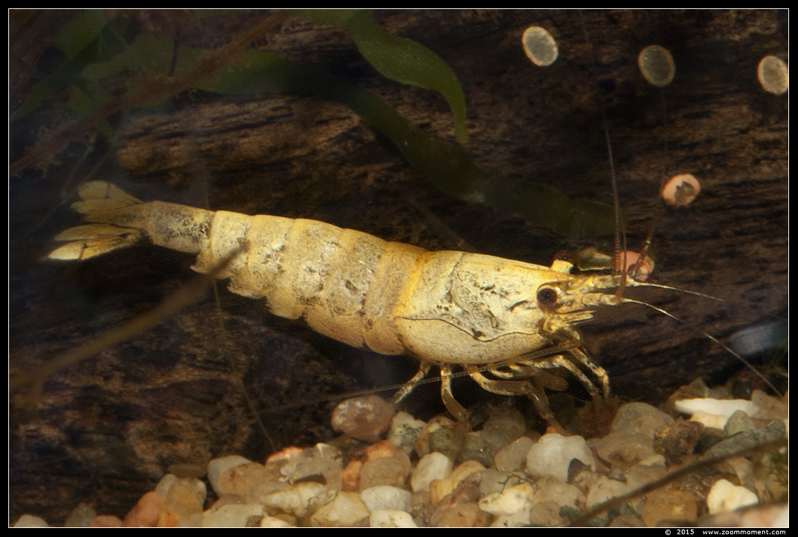 snowwhite garnaal
AquaHortus 2015
Trefwoorden: AquaHortus Leiden garnaal shrimp 