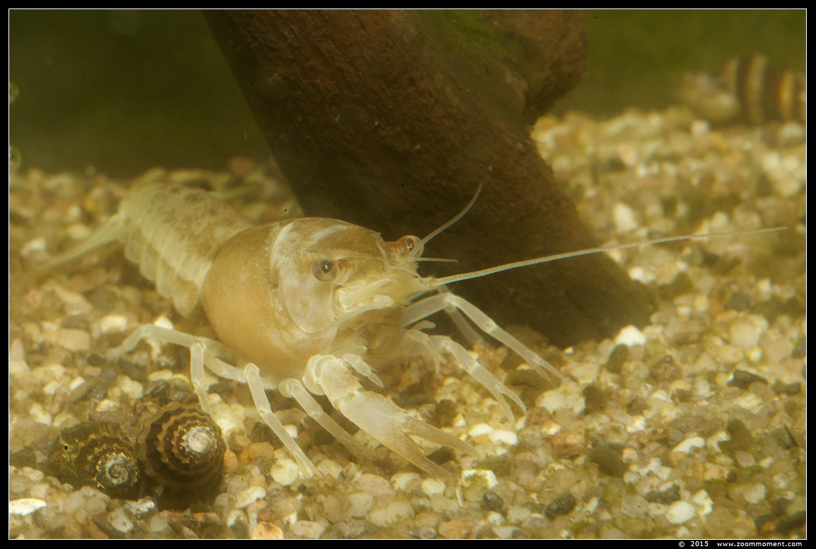 garnaal shrimp
AquaHortus 2015
Trefwoorden: AquaHortus Leiden garnaal shrimp 