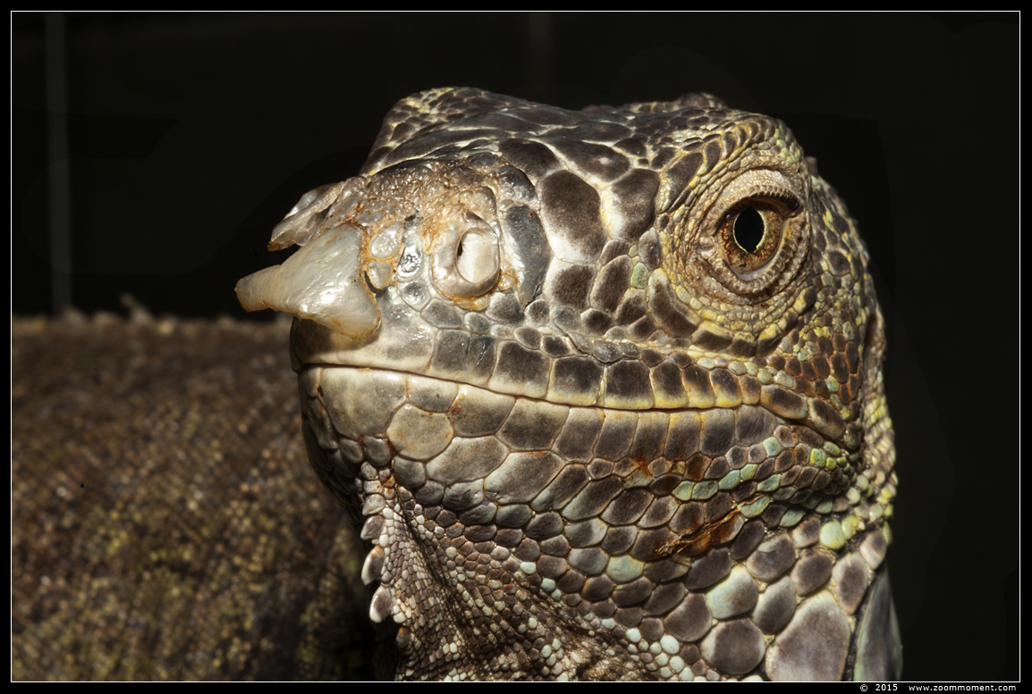 groene leguaan  ( Iguana iguana )
AquaHortus 2015
Trefwoorden: AquaHortus Leiden leguaan iguana groene leguaan  Iguana iguana