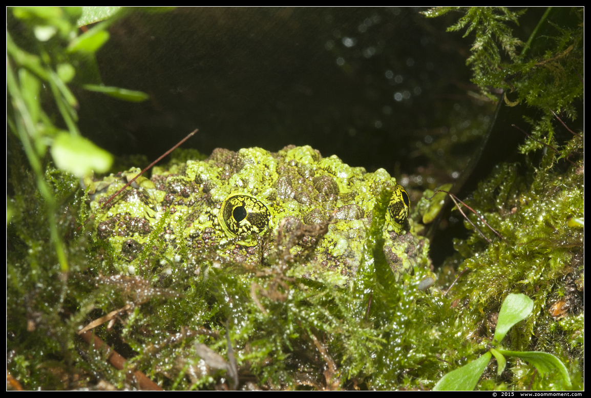moskikker  ( Theloderma corticale )  mossy frog
AquaHortus 2015
Trefwoorden: AquaHortus Leiden kikker frog  moskikker Theloderma corticale  mossy frog