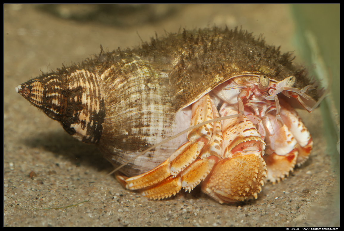 heremietkreeft ( Paguroidea )  hermit crab
AquaHortus 2015
Trefwoorden: AquaHortus Leiden kreeft lobster heremietkreeft  Paguroidea   hermit crab