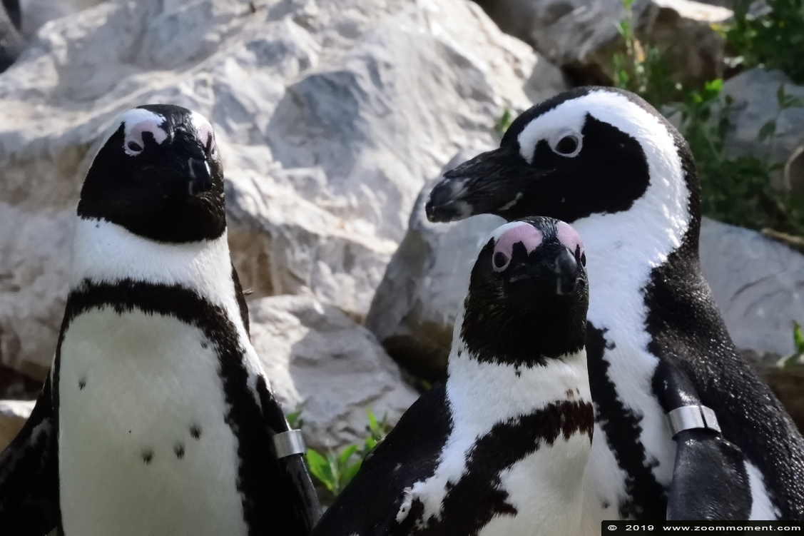 Afrikaanse pinguïn ( Spheniscus demersus ) African penguin
Trefwoorden: Burgers zoo Arnhem Afrikaanse pinguin Spheniscus demersus African penguin zwartvoetpinguin