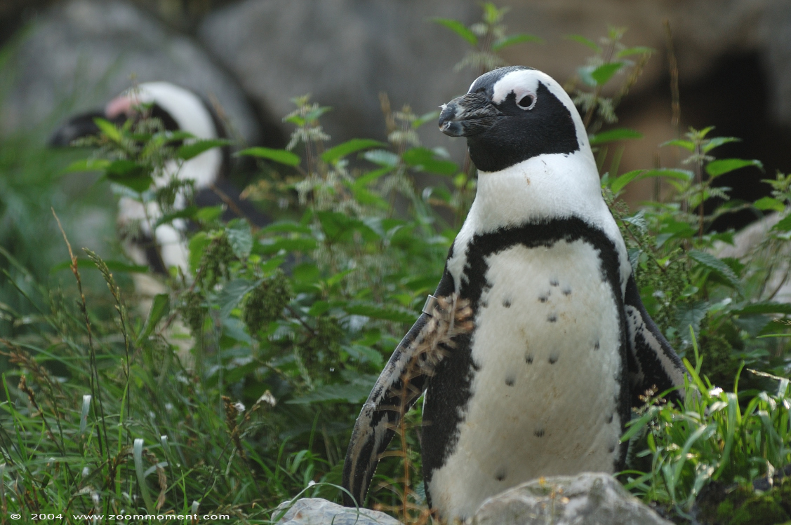 Afrikaanse pinguïn ( Spheniscus demersus ) African penguin Brillenpinguin
Trefwoorden: Burgers zoo Arnhem Afrikaanse pinguin Spheniscus demersus African penguin zwartvoetpinguin Brillenpinguin