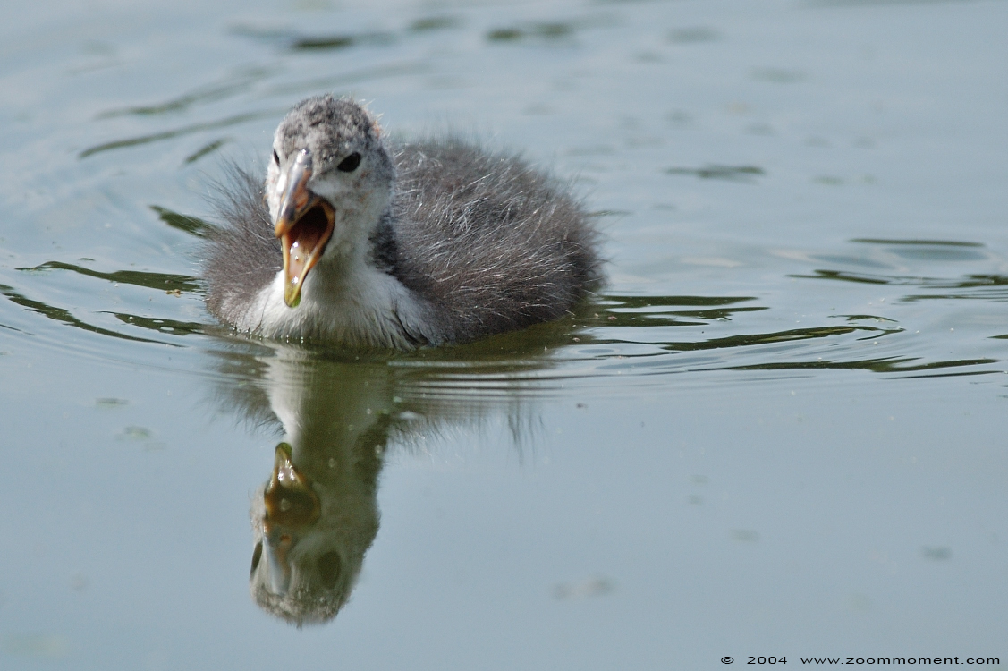 eend duck
Schlüsselwörter: Burgers zoo Arnhem eend duck