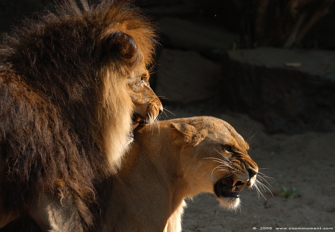 leeuw ( Panthera leo ) lion
Keywords: Artis Amsterdam zoo leeuw  Panthera leo  lion