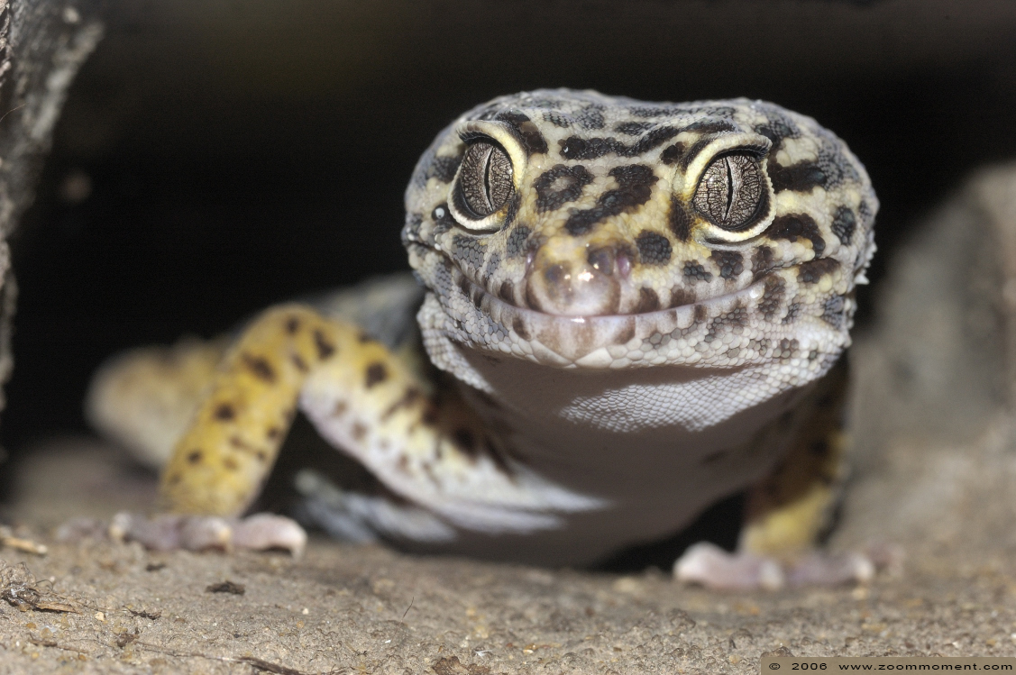 luipaardgekko ( Eublepharis macularius ) leopard gecko
Trefwoorden: Artis Amsterdam zoo luipaardgekko Eublepharis macularius leopard gecko