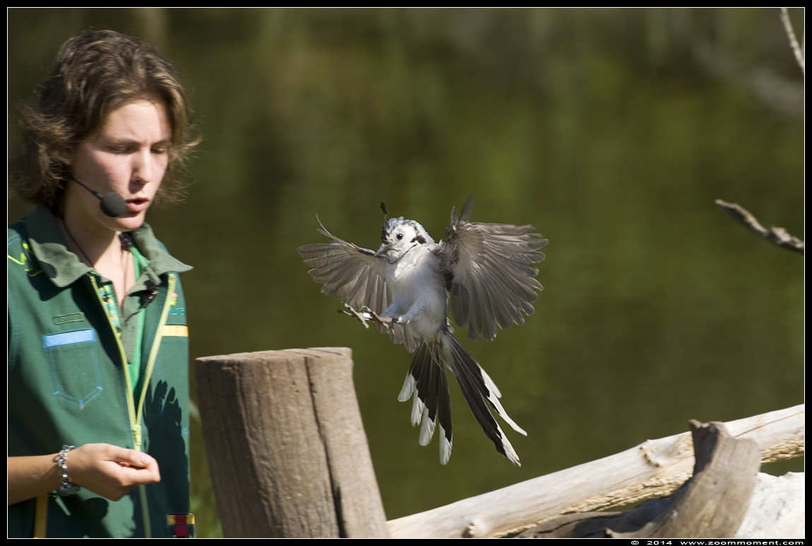 gaai jay
Keywords: Vogelpark Avifauna Nederland gaai jay